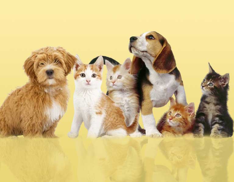 dream meaning puppies