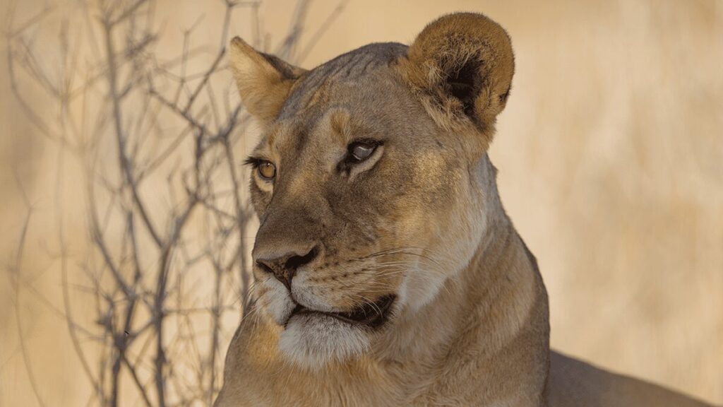 dreaming about a lioness